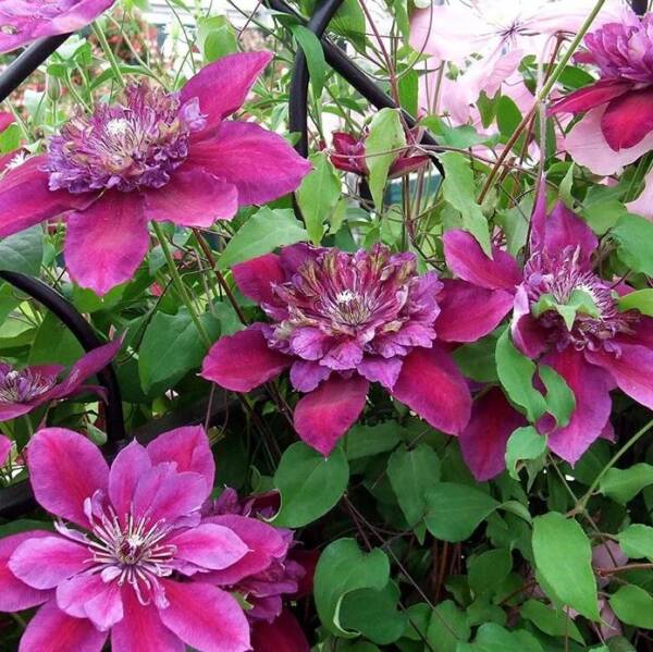 Clematis Temptation - imagine 5