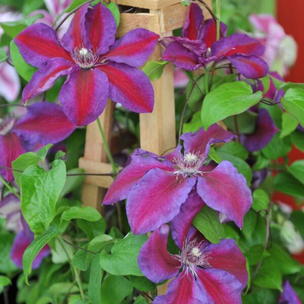 Clematis Mrs N. Thompson - imagine 2