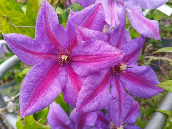 Clematis Mrs N. Thompson - imagine 3