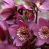 Helleborus Early Red Ice N Roses - imagine 2