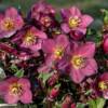 Helleborus Early Red Ice N Roses - imagine 3