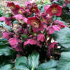 Helleborus Early Red Ice N Roses