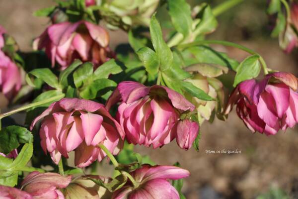 Helleborus Frilly Isabelle - imagine 2