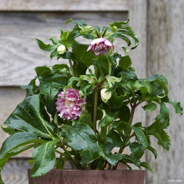 Helleborus Stefania Viv - imagine 2