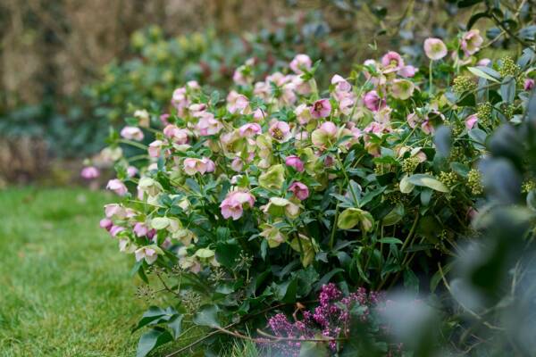 Helleborus Beaming Blush - imagine 2