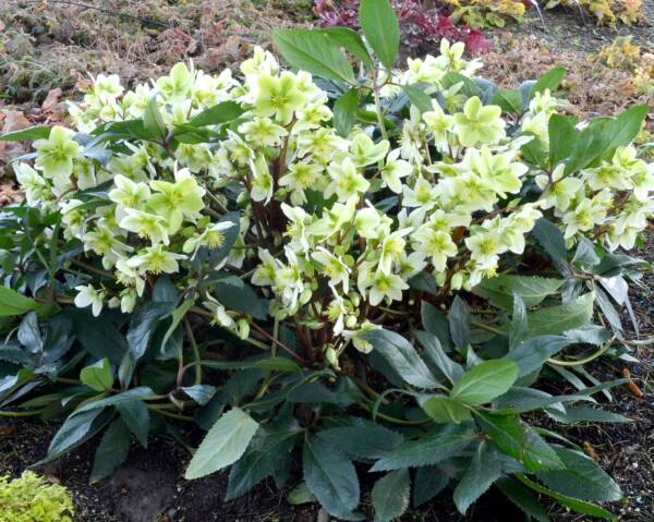 Helleborus Honeyhill Joy Nigercors - imagine 2