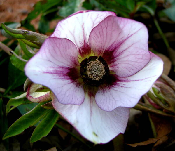 Helleborus Painted Bunting - imagine 2