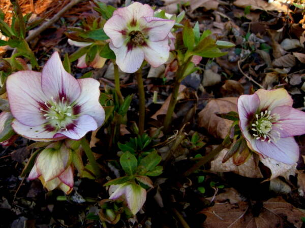 Helleborus Painted Bunting - imagine 3