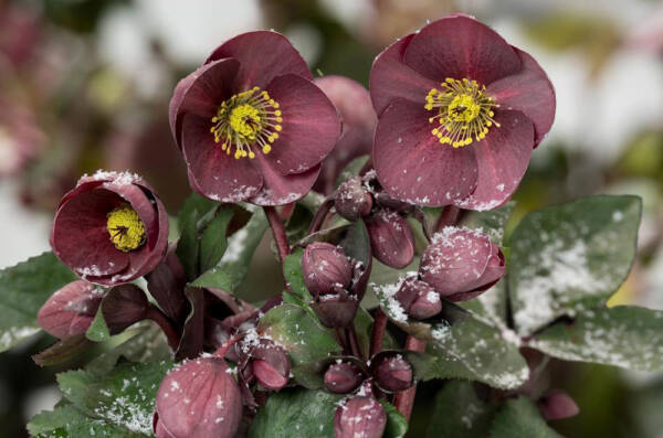 Helleborus Nightingale Ice N Roses - imagine 2