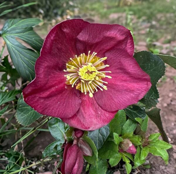 Helleborus Bennotta Ice N Roses - imagine 2