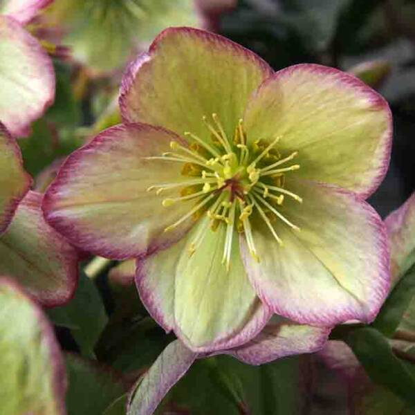 Helleborus Frosted Roses Ice N Roses - imagine 3