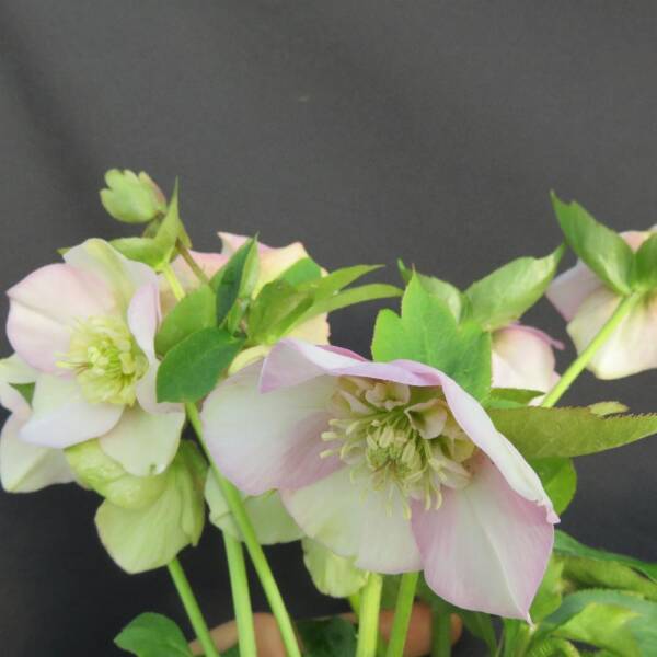 Helleborus Grace Elizabeth Orientalis - imagine 2