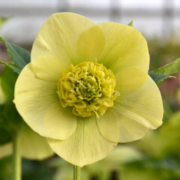 Helleborus Lucrezia Viv - imagine 3