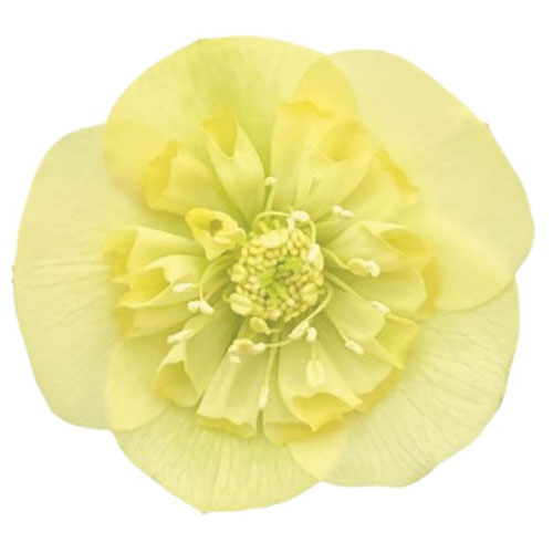 Helleborus Lucrezia Viv