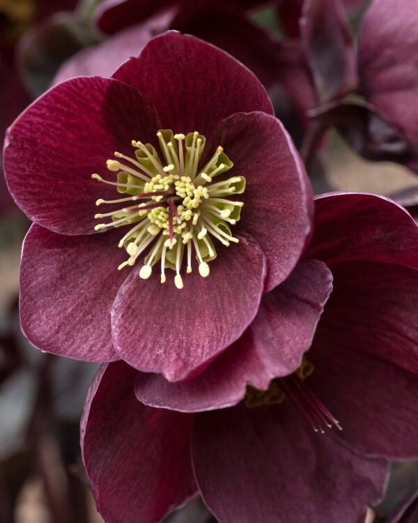 Helleborus Merlot Ice N Rosers - imagine 3