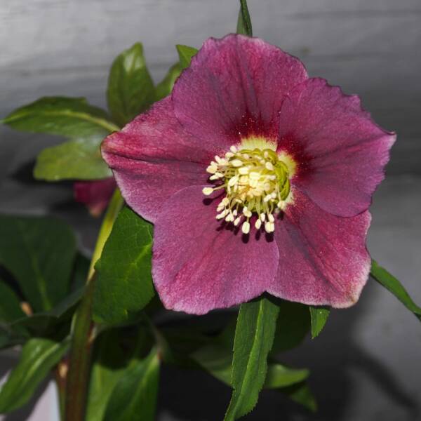 Helleborus Valentina Viv - imagine 2