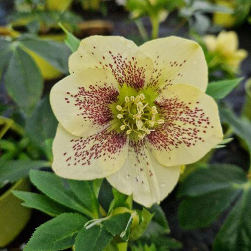 Helleborus Maeva Viv