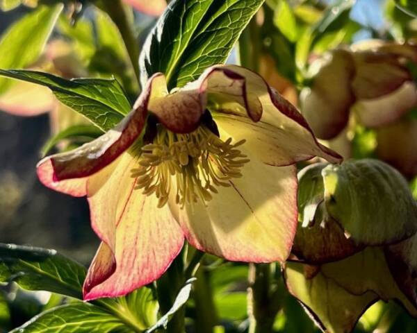 Helleborus Anja Oudolf - imagine 4