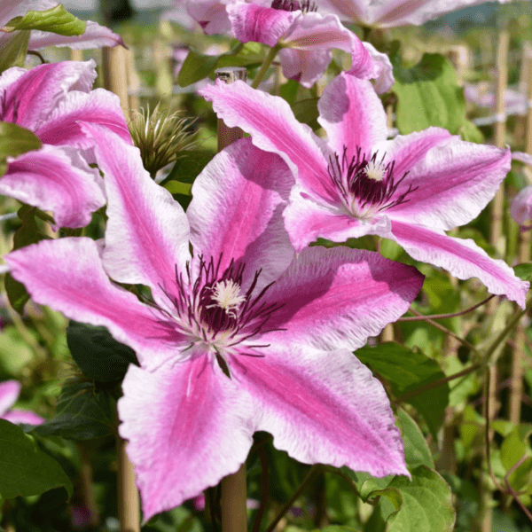 Clematis Capitaine Thuilleaux - imagine 3