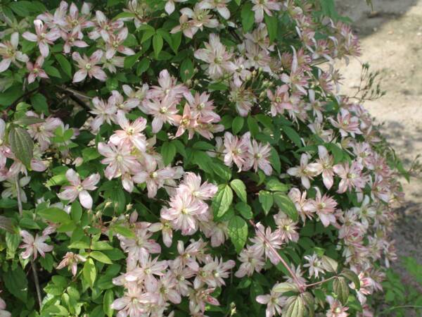 Clematis Marjorie - imagine 2