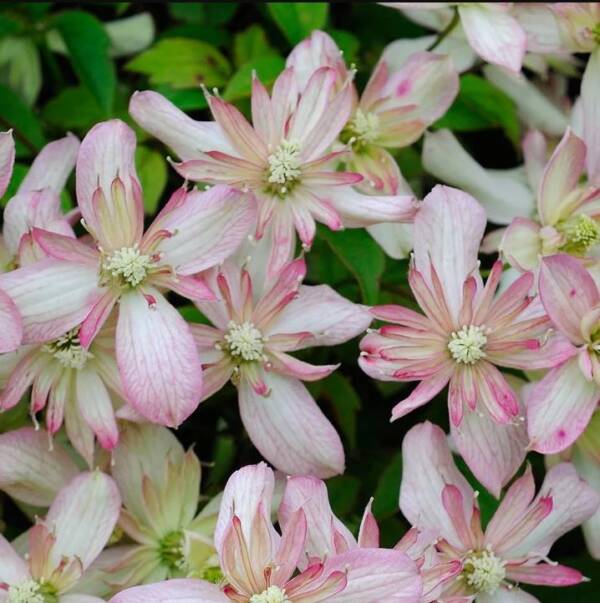 Clematis Marjorie - imagine 3