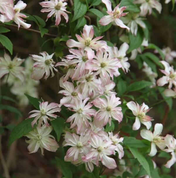 Clematis Marjorie - imagine 4