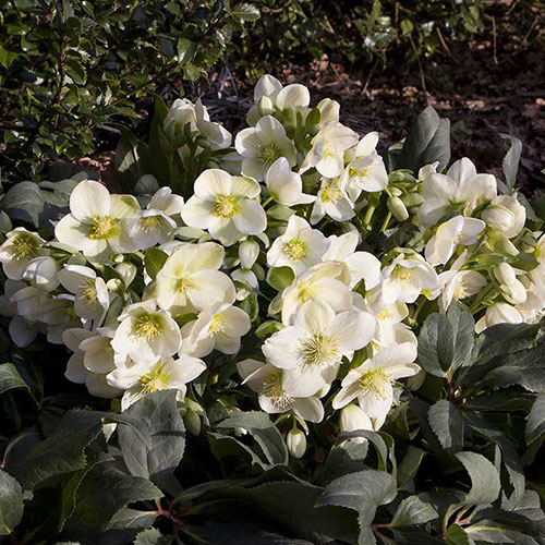 Helleborus Ice Breaker Max