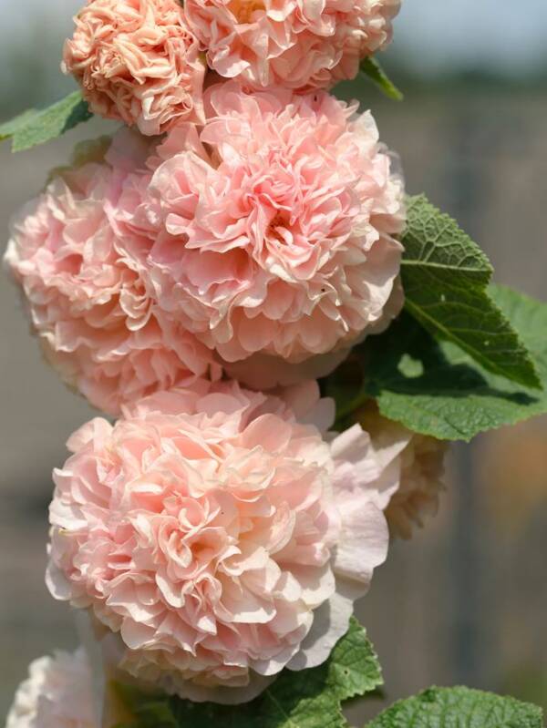 Alcea Rosea Chaters Double Apricot (Nalba) - imagine 3