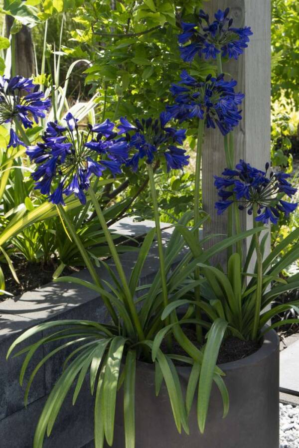 Agapanthus Midnight Sky - imagine 2