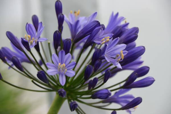 Agapanthus Tornado - imagine 2