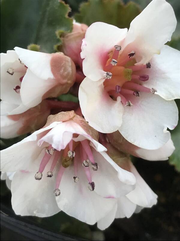 Bergenia Ripple Effect