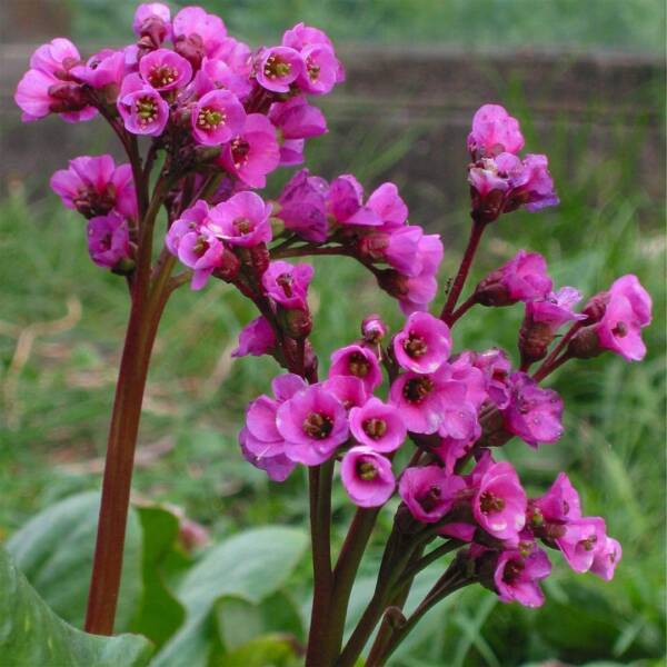 Bergenia Overture - imagine 3