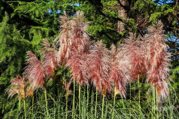 Cortaderia Red Mistral - imagine 2