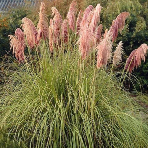 Cortaderia Red Mistral