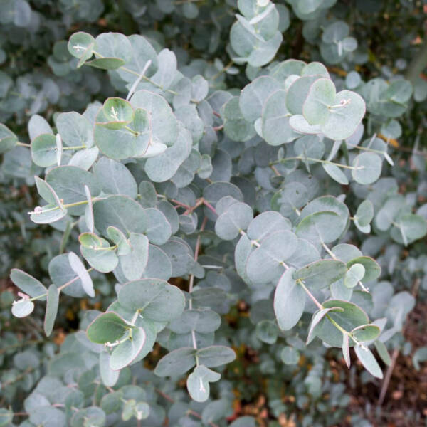 Eucalyptus Gunii Azura (copie) - imagine 3