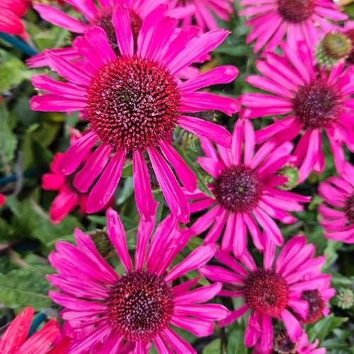 Echinacea Imagination