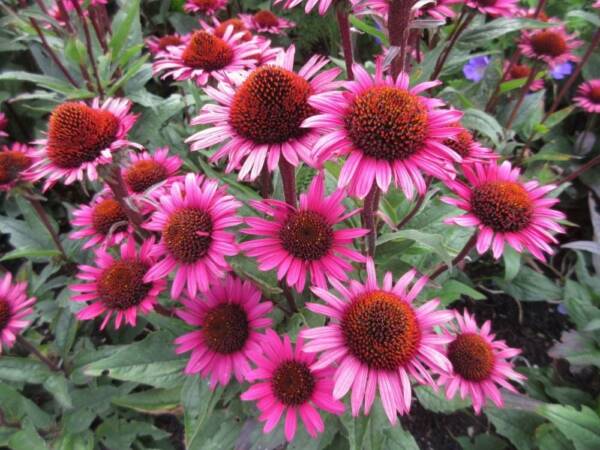 Echinacea Fatal Attraction - imagine 2