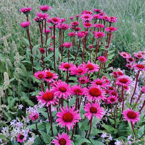 Echinacea Fatal Attraction