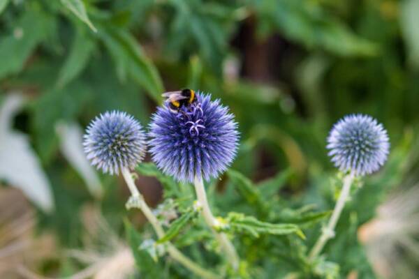 Echinops Blue Globe - imagine 2