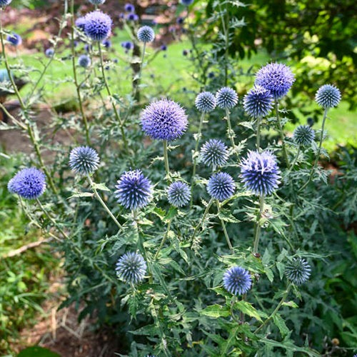 Echinops Blue Globe