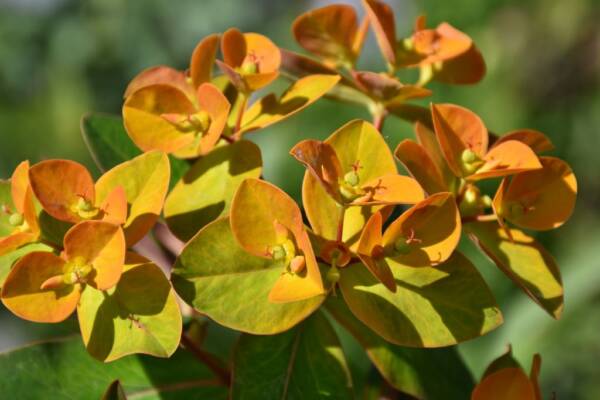 Euphorbia Beauty Orange - imagine 2