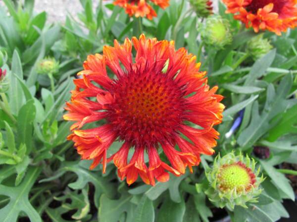 Gaillardia Fanfare Blaze - imagine 2