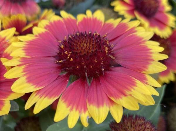 Gaillardia Bicolour Aristata - imagine 2