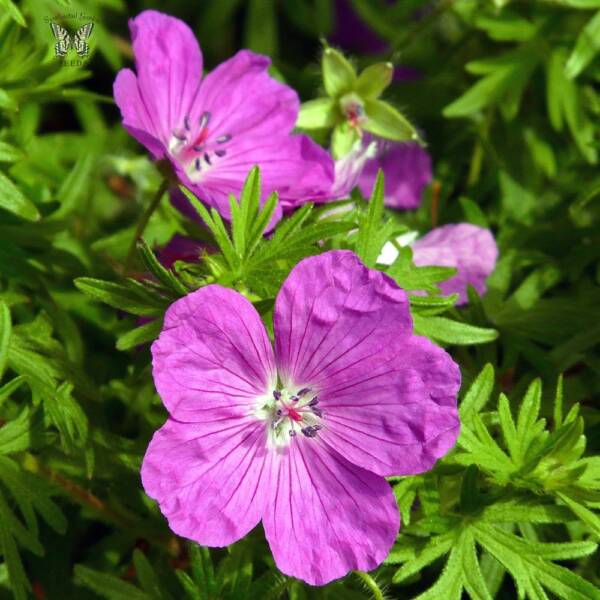 Geranium Vision Violet - imagine 3