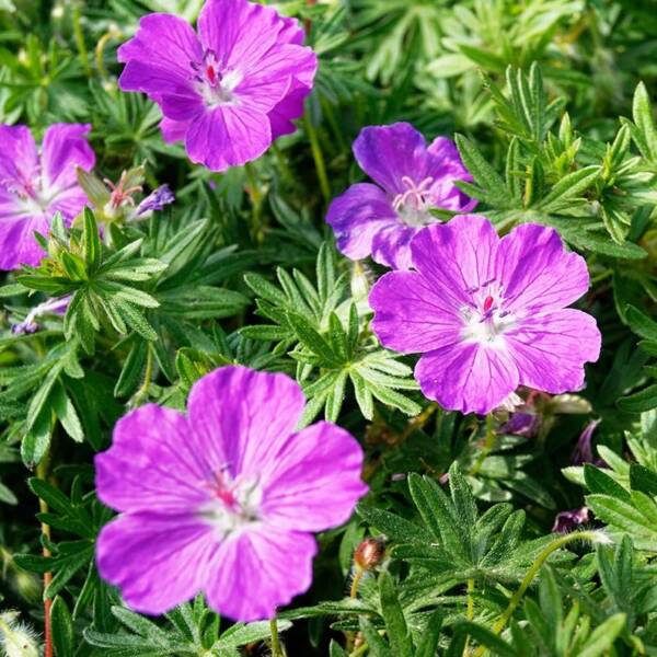 Geranium Vision Violet