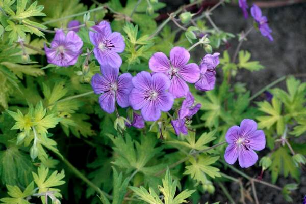 Geranium Blue Sunrise - imagine 2