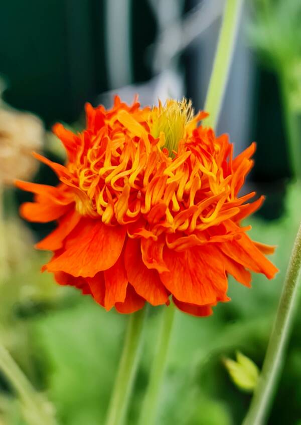 Geum Orange Pumpkin - imagine 2