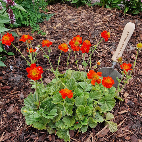 Geum Orange Pumpkin