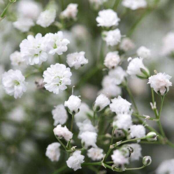 Gypsophila White Flare - imagine 2