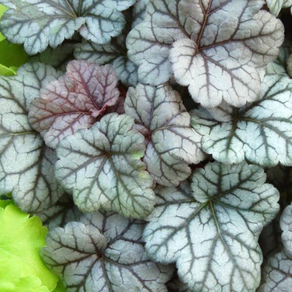 Heuchera Cinnabar Silver - imagine 4